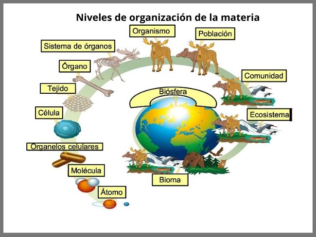 Diagrama De Los Niveles De Organizacion De La Materia Viva Niveles De