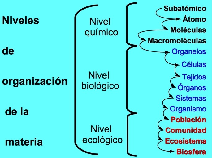 Esquema De Niveles De Organizacion Biologica - Niveles de organización
