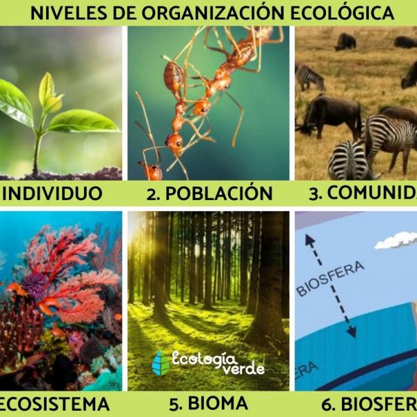 Niveles De Organizacion Ecologica Niveles De Organizaci N