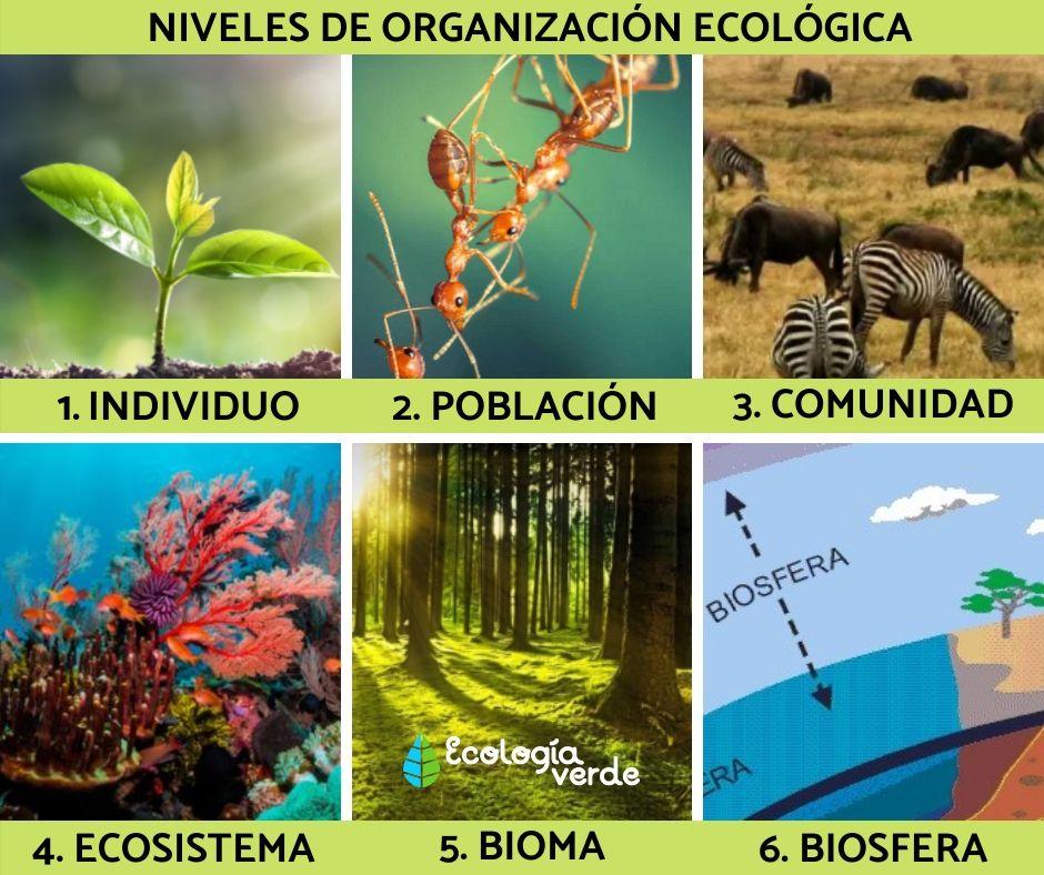 Niveles De Organizacion Ecologica De Los Seres Vivos Y Ejemplos ...