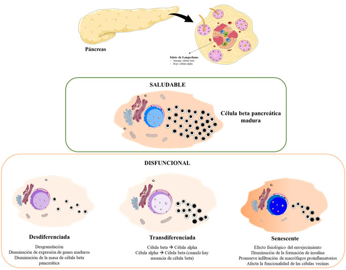 Páncreas Y Células Beta - Niveles de organización