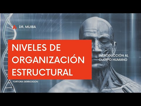Descubre los niveles de organización estructural en biología