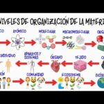 Niveles de organización en biología: ¿cómo está estructurada la materia?