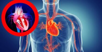 Niveles de organización del sistema circulatorio: ¿Cómo funciona?