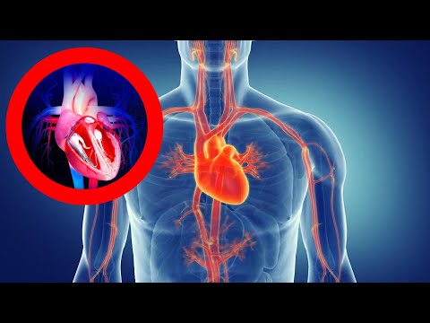 Niveles de organización del sistema circulatorio: ¿Cómo funciona?
