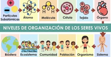 Niveles de organización en seres vivos: Ejemplos claros