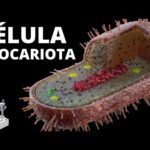 Nivel de organización de la célula procariota: Descubre sus características