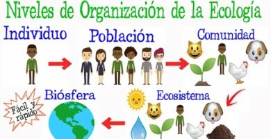 Niveles de Organización: Claves para el Desarrollo Sustentable