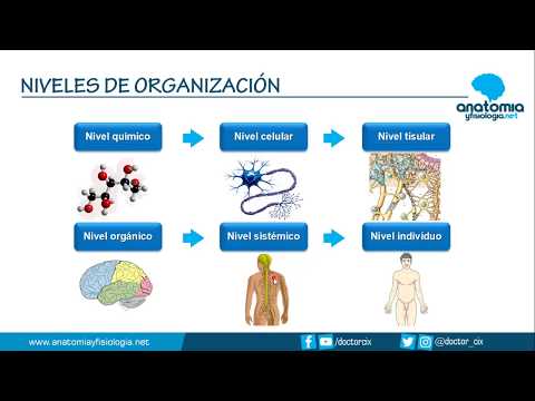 Niveles de organización: estructura y funciones
